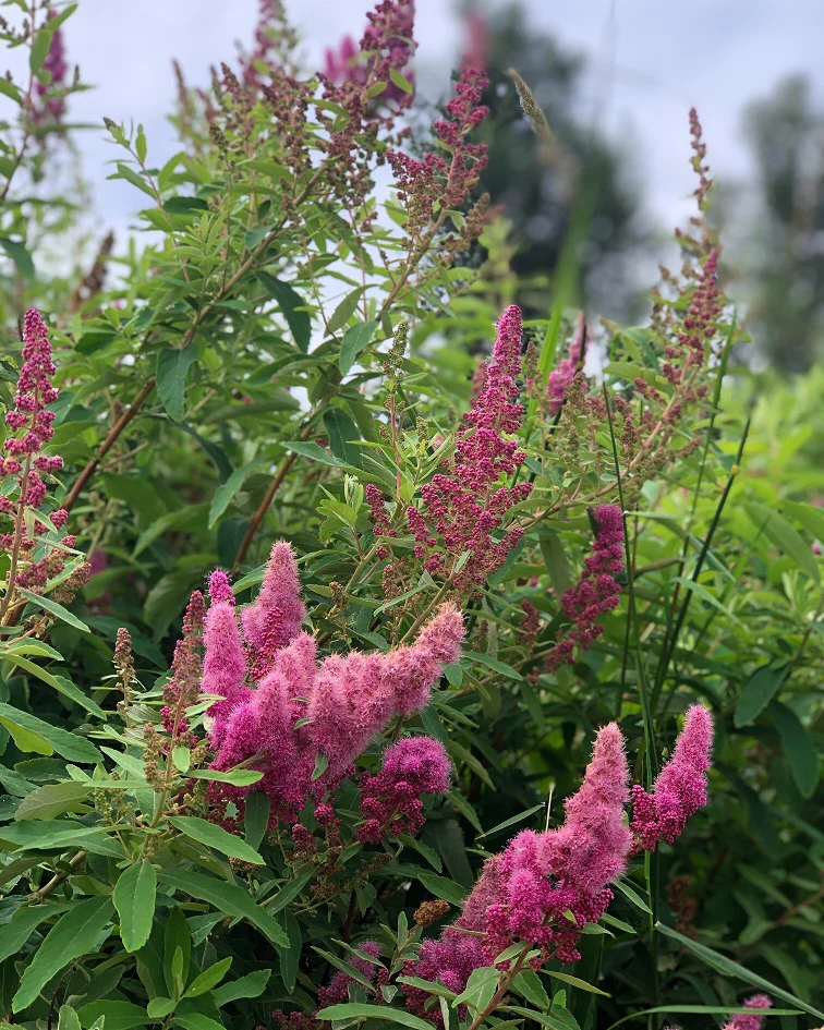 Douglas Spiraea - Image 4