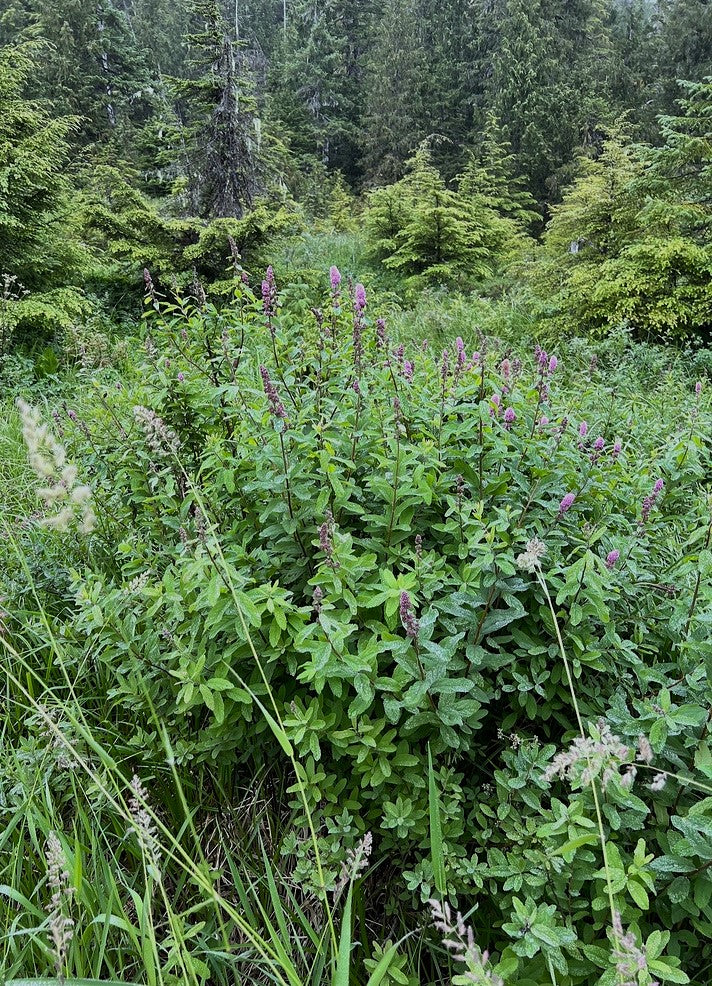 Douglas Spiraea - Image 5