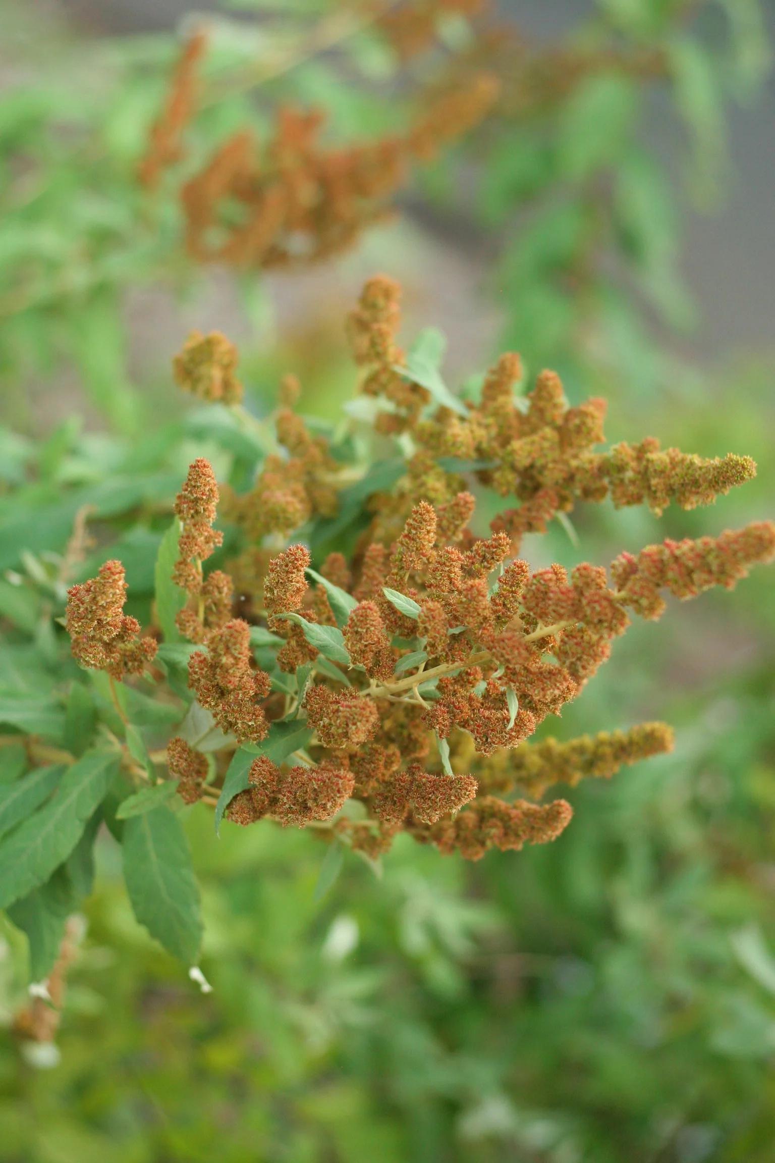 Douglas Spiraea - Image 6