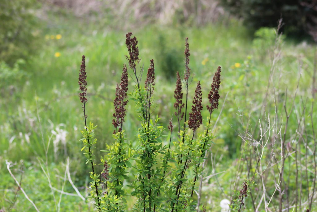 Douglas Spiraea - Image 7