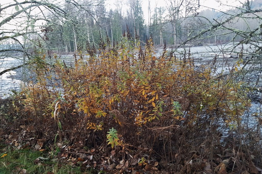 Douglas Spiraea - Image 8