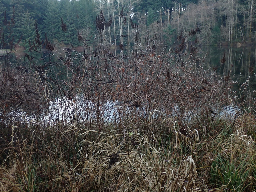 Douglas Spiraea - Image 9