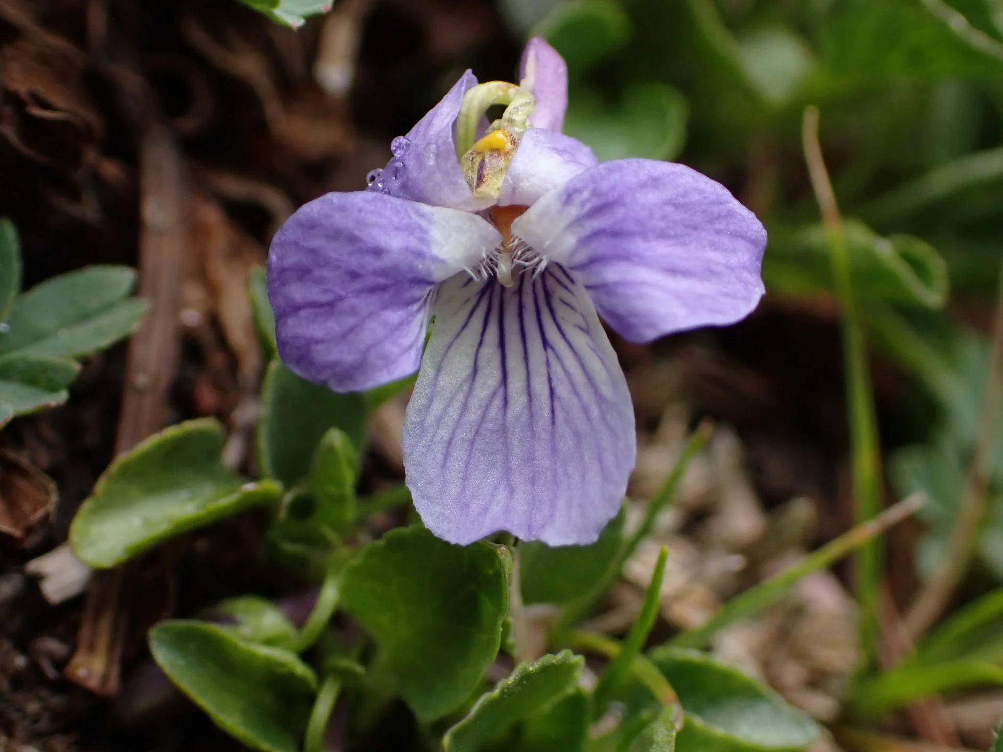 Early Blue Violet - Image 3