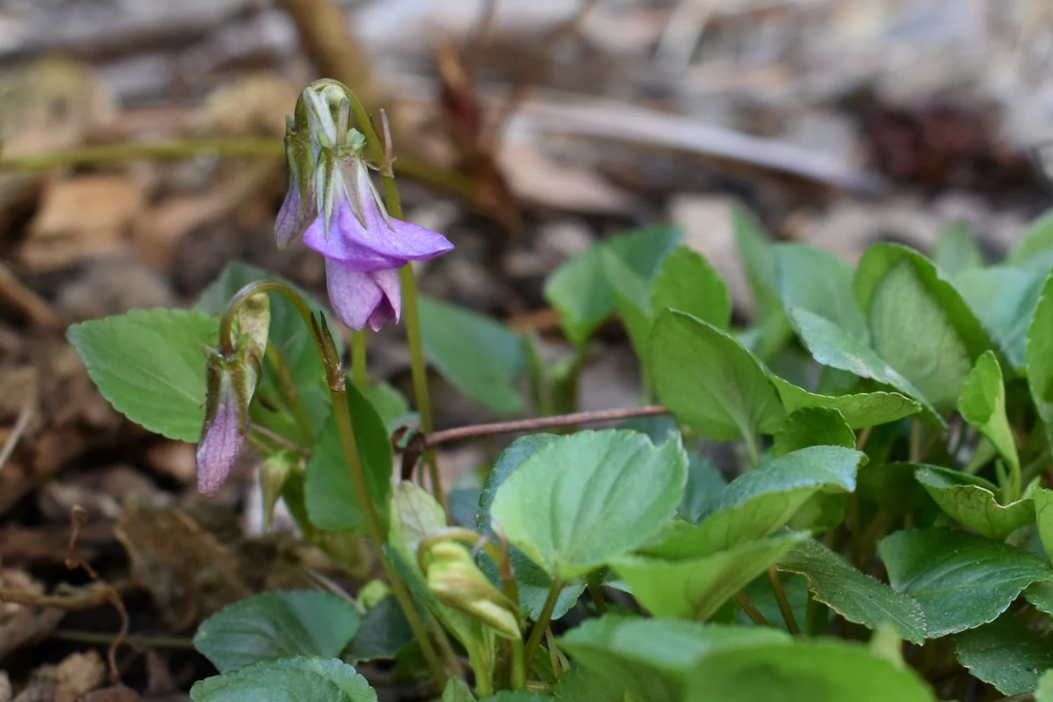 Early Blue Violet - Image 4