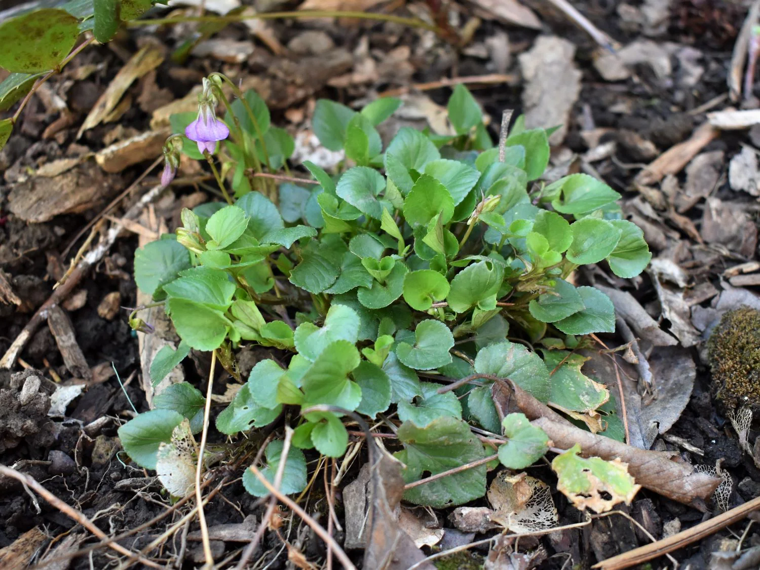 Early Blue Violet - Image 5