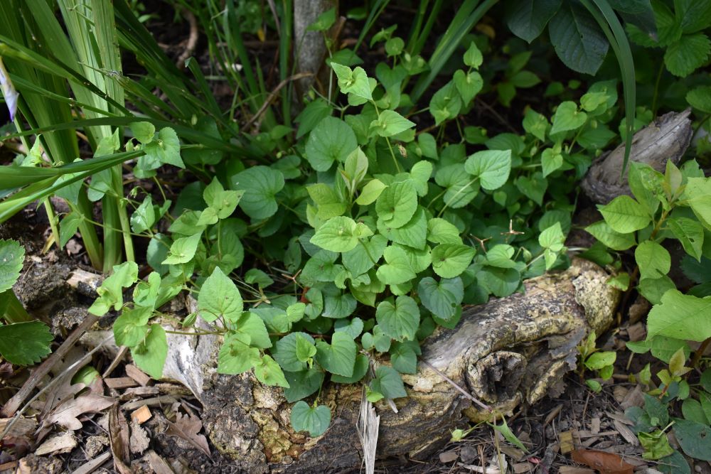 Early Blue Violet - Image 6