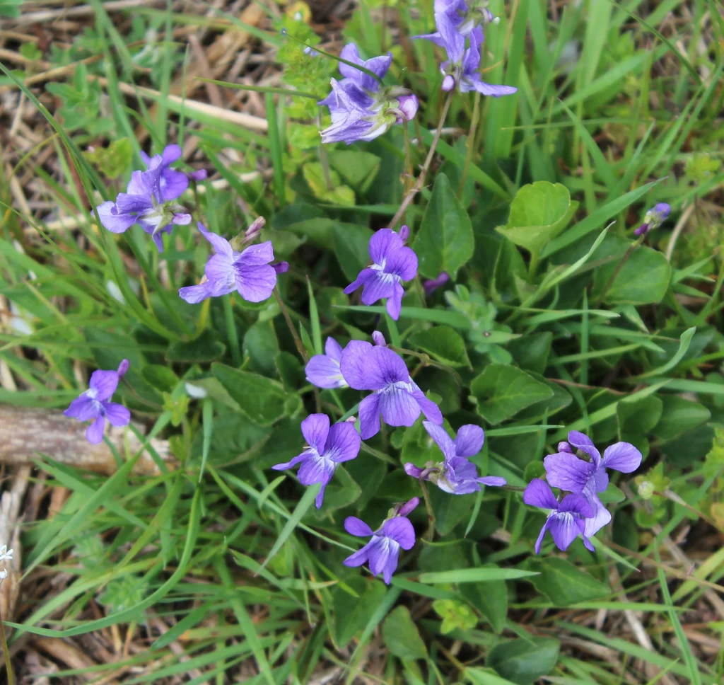 Early Blue Violet - Image 7