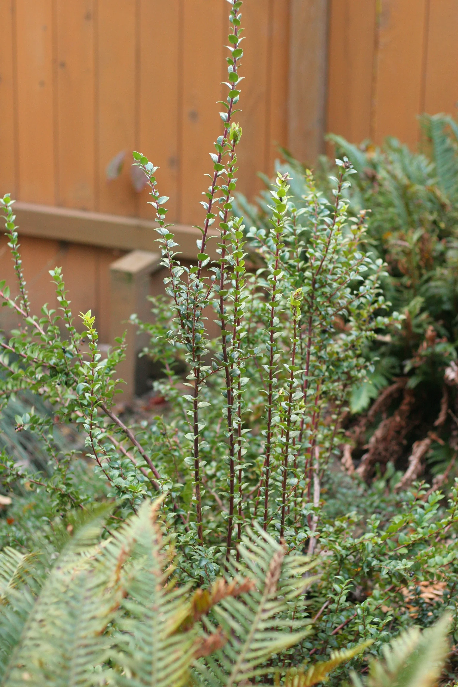 Evergreen Huckleberry - Image 3
