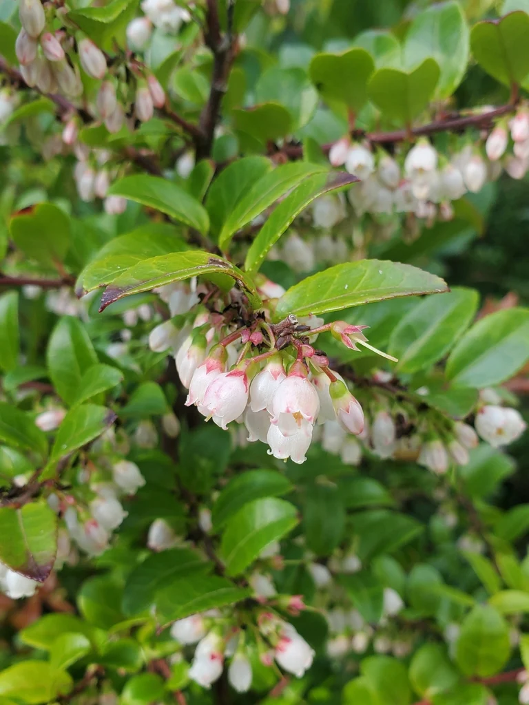 Evergreen Huckleberry - Image 4