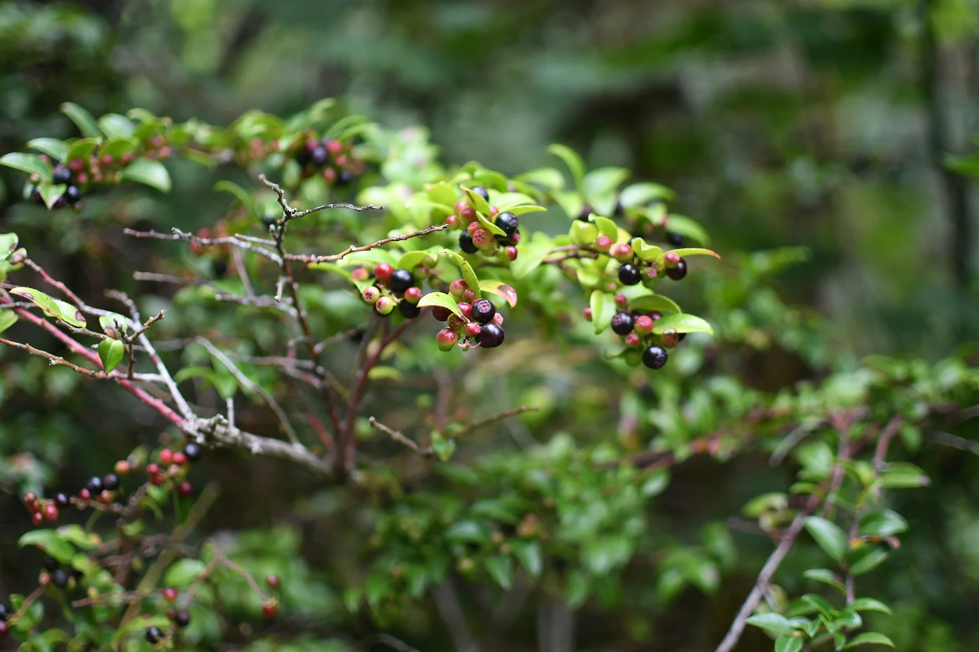 Evergreen Huckleberry - Image 5