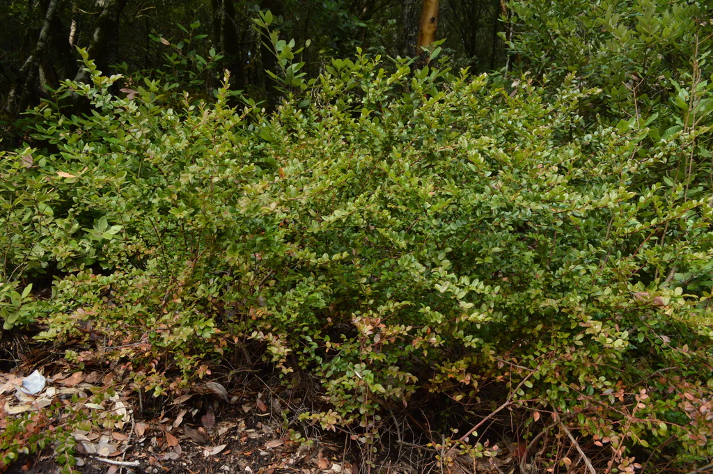 Evergreen Huckleberry - Image 6