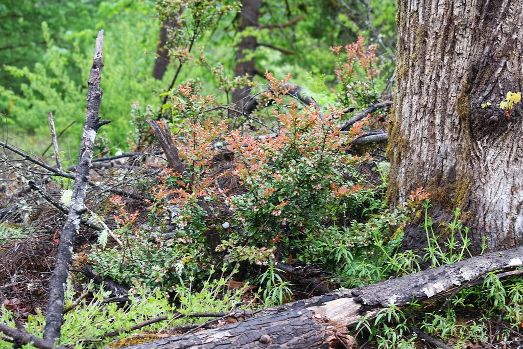 Evergreen Huckleberry - Image 7