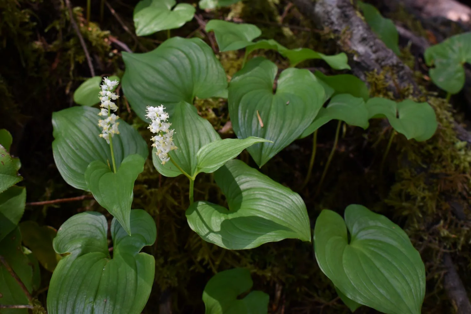False Lily-of-the-Valley - Image 3