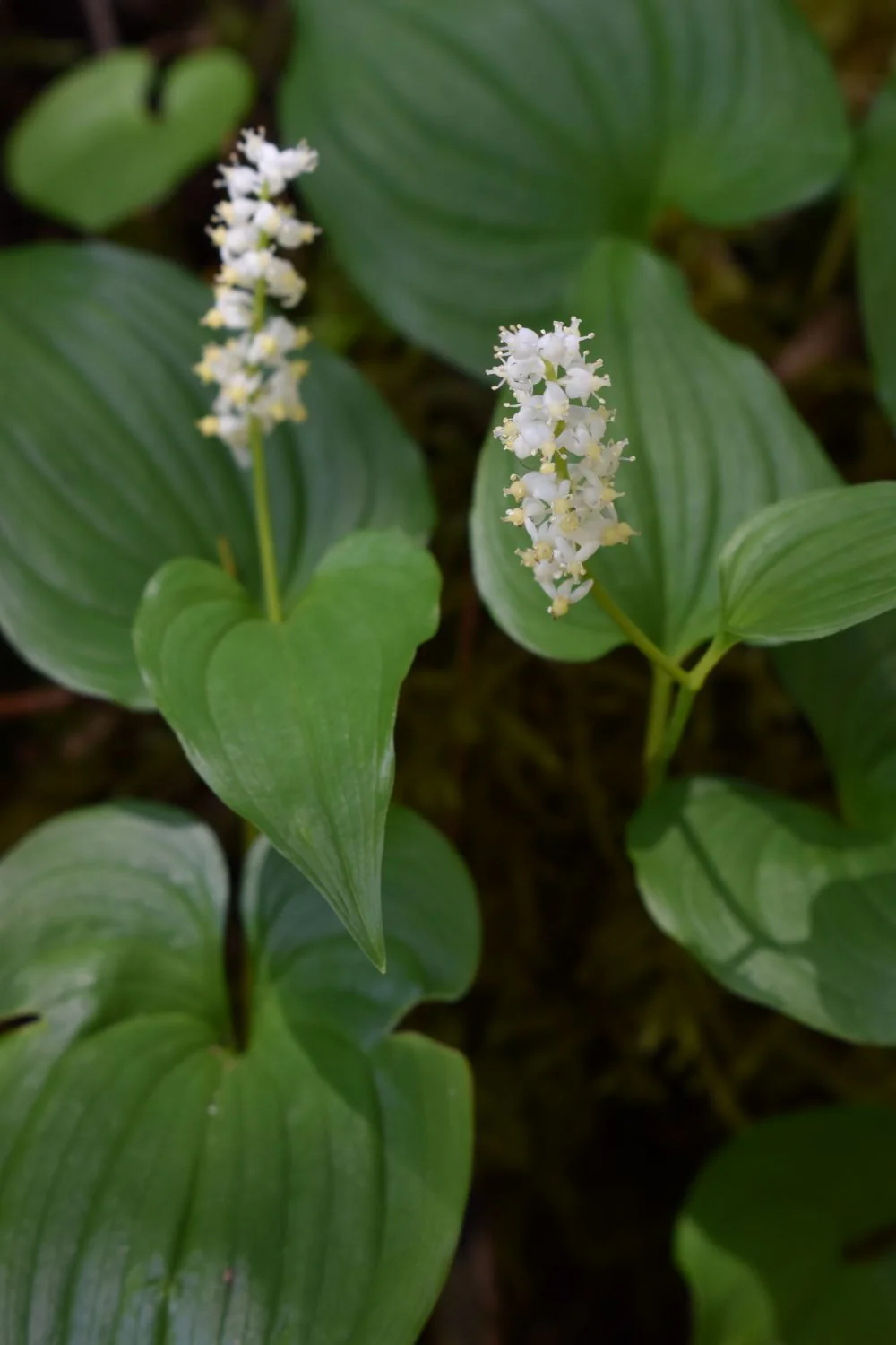 False Lily-of-the-Valley - Image 4