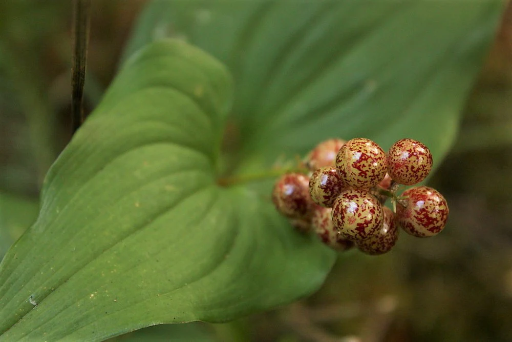 False Lily-of-the-Valley - Image 5