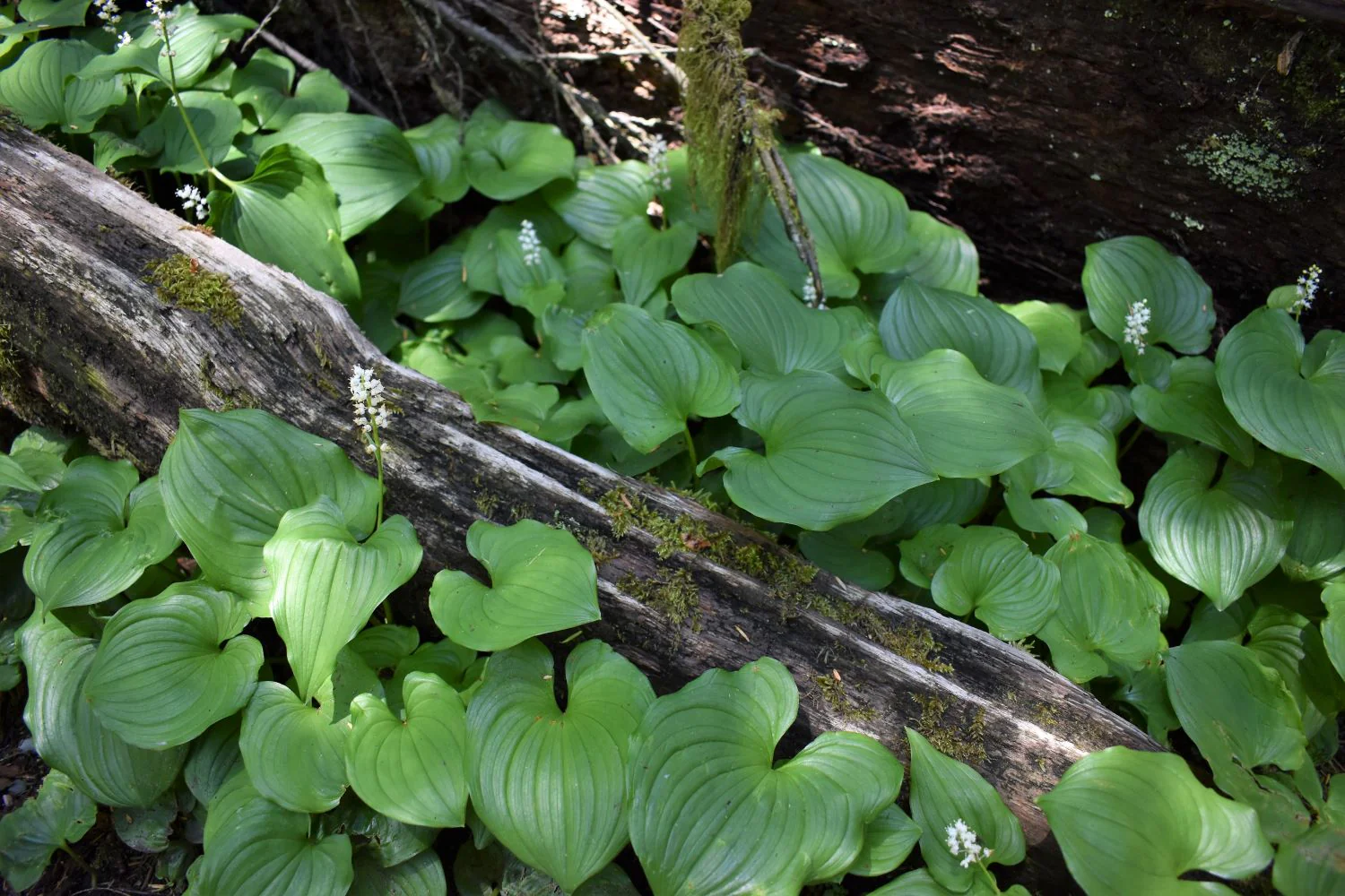 False Lily-of-the-Valley - Image 6