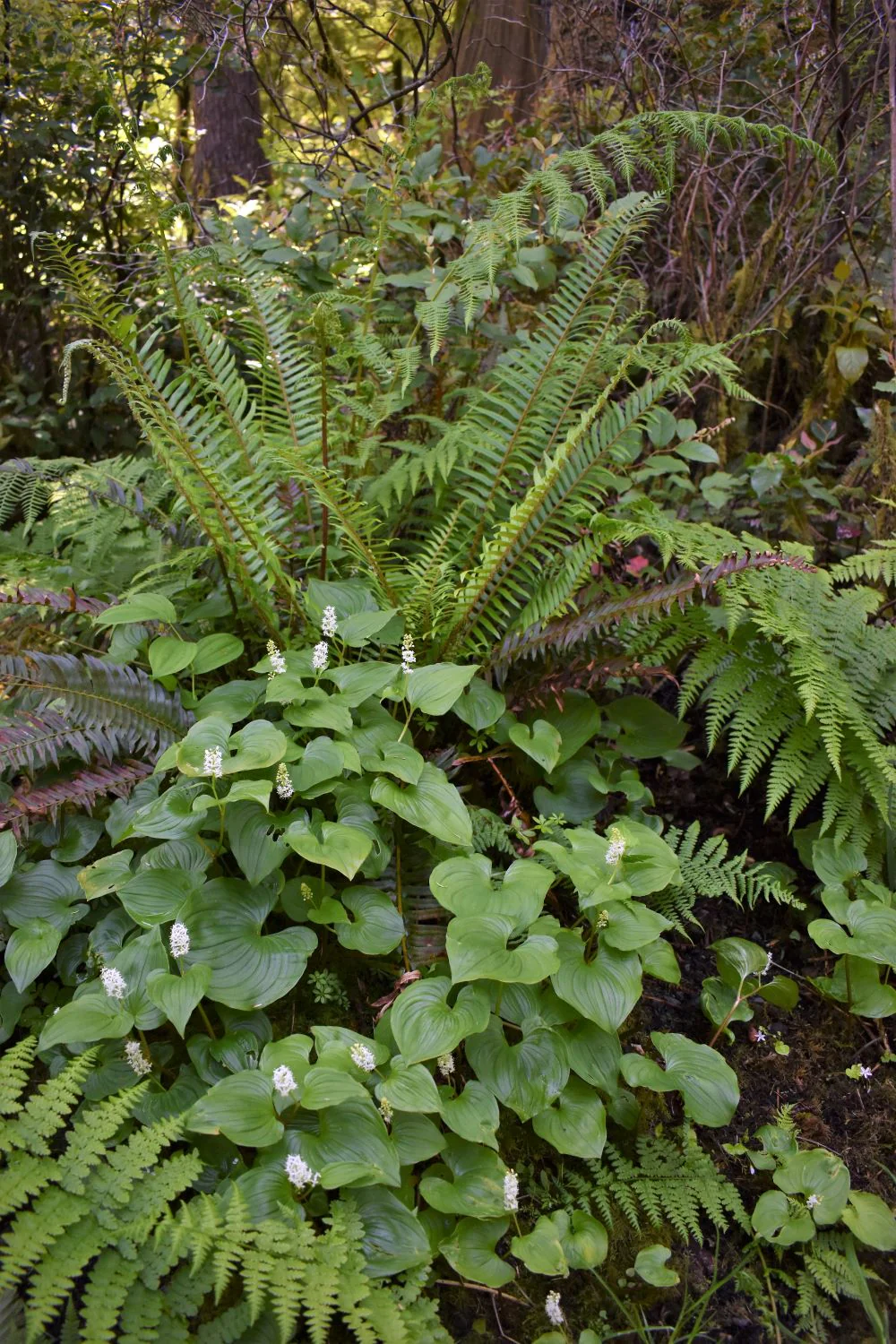 False Lily-of-the-Valley - Image 7