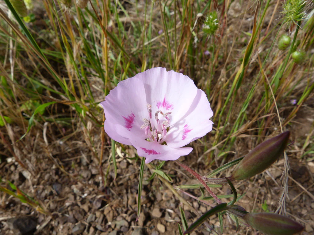 Farewell-to-Spring (Seeds) - Image 3