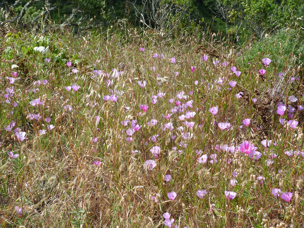 Farewell-to-Spring (Seeds) - Image 4