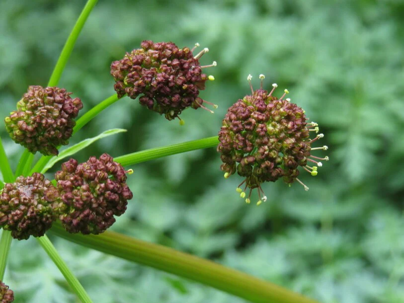 Fernleaf Biscuitroot - Image 2