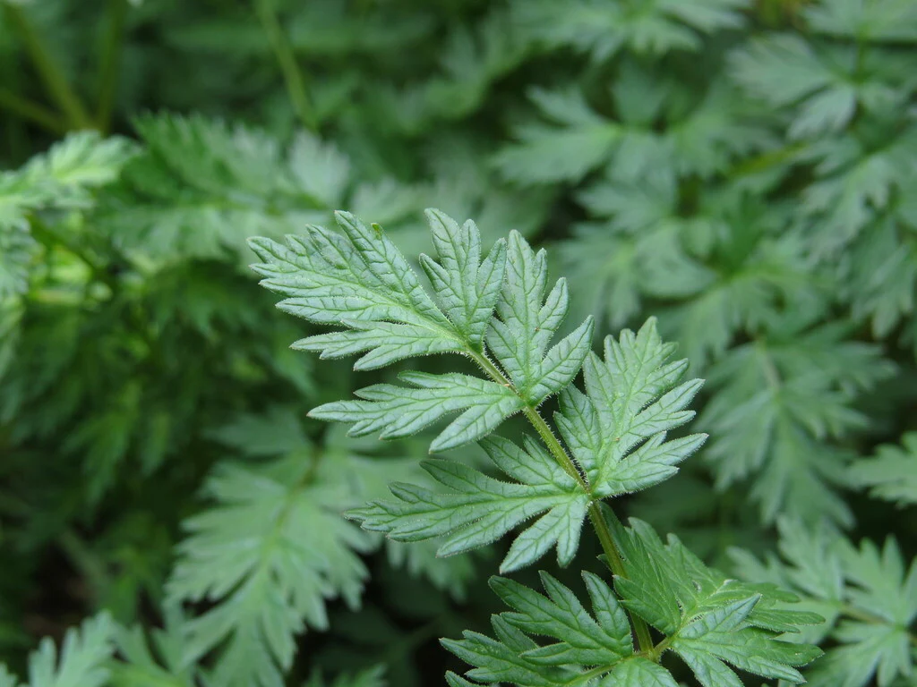 Fernleaf Biscuitroot - Image 3