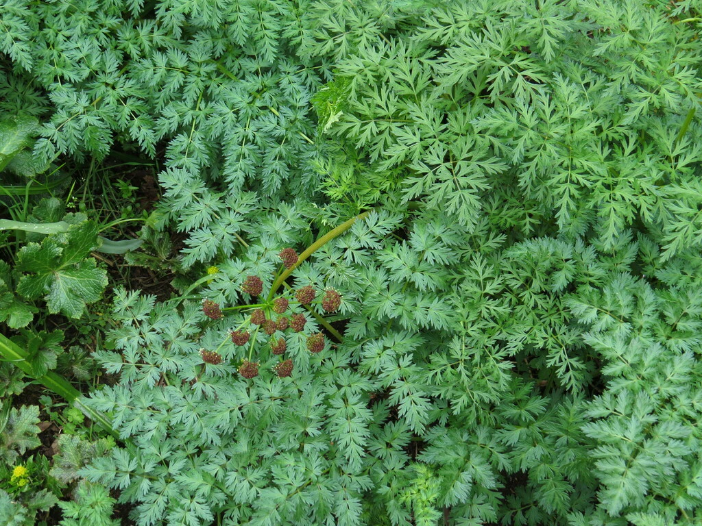 Fernleaf Biscuitroot - Image 4