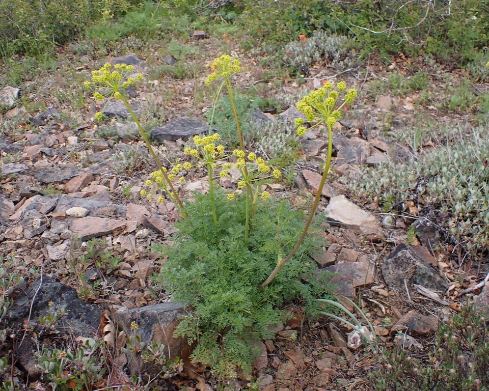 Fernleaf Biscuitroot - Image 5