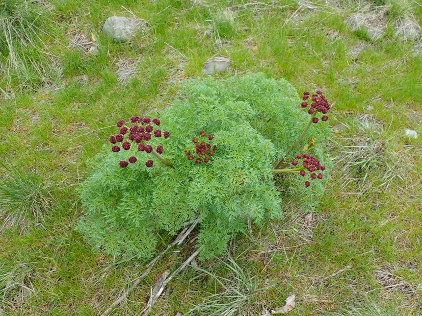 Fernleaf Biscuitroot - Image 6