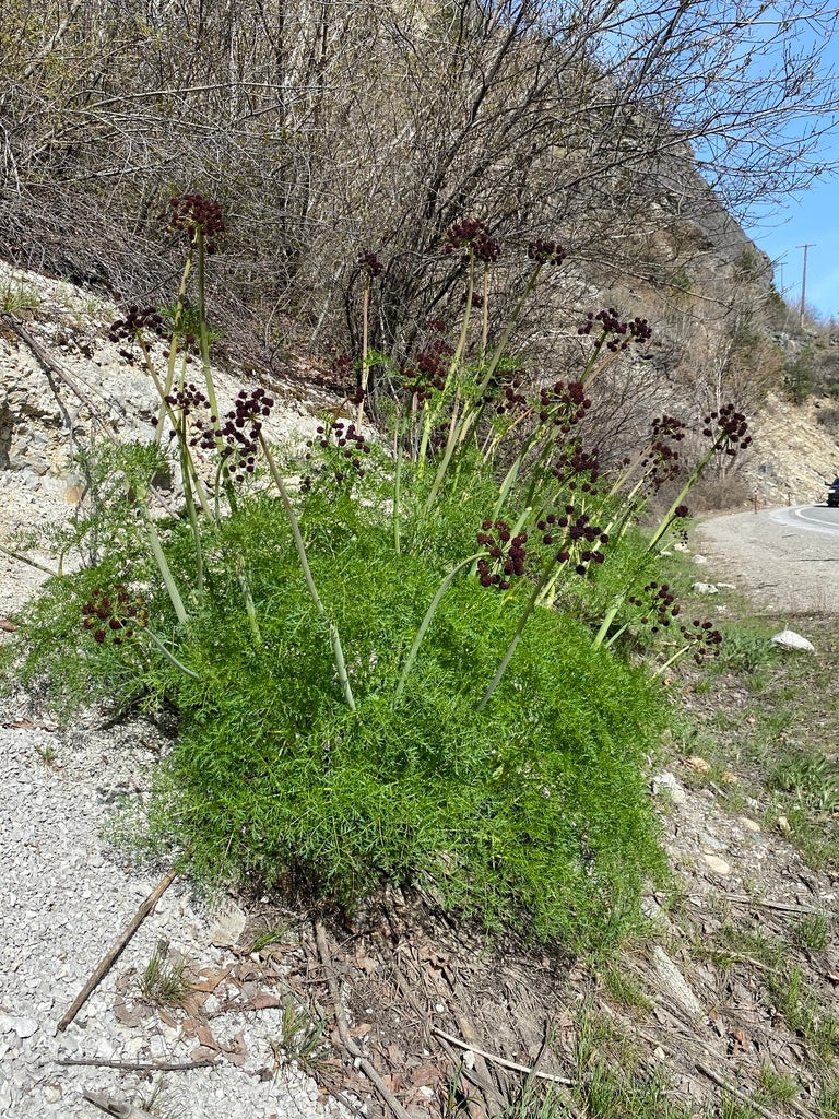 Fernleaf Biscuitroot - Image 7