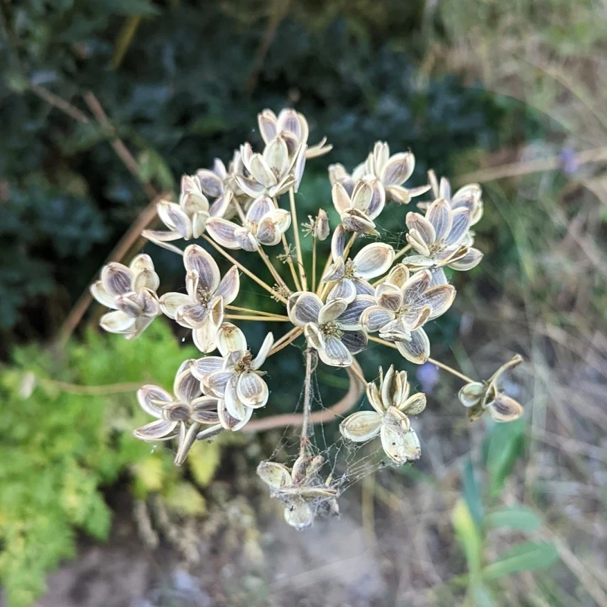 Fernleaf Biscuitroot - Image 8