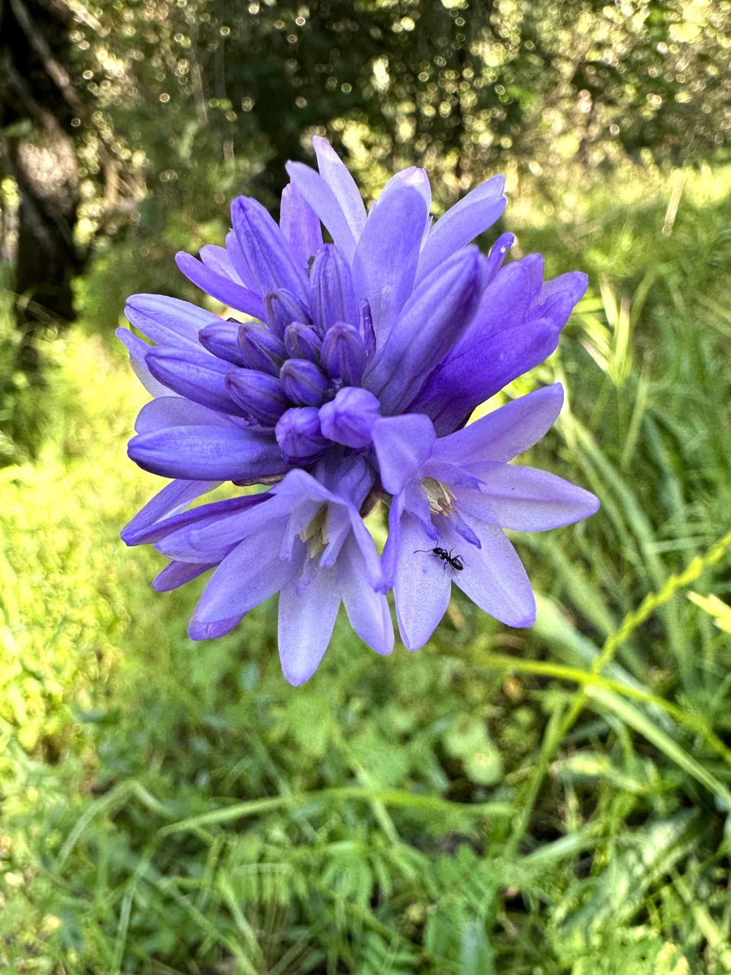 Ookow (Bulbs) - Image 3