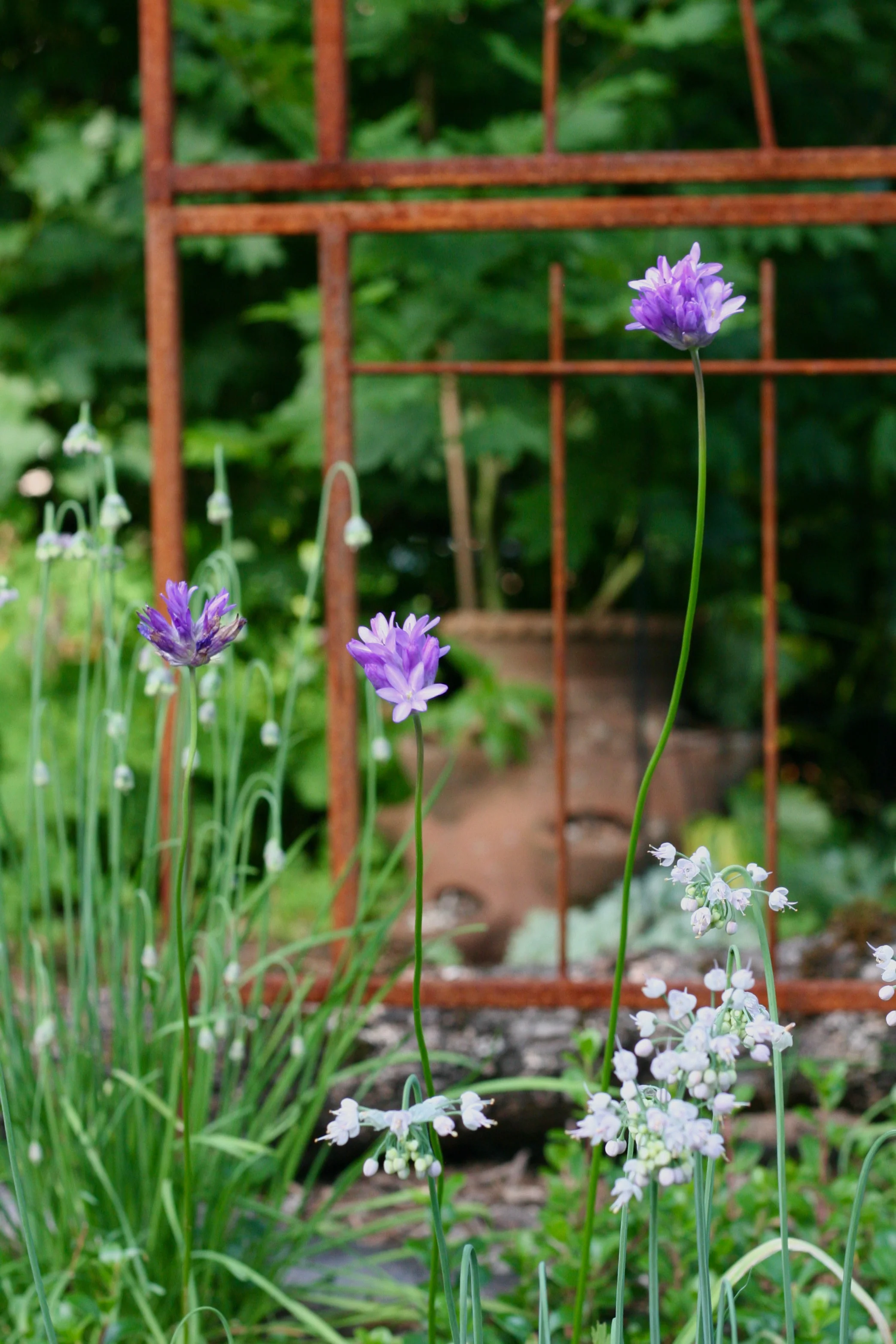 Ookow (Bulbs) - Image 5