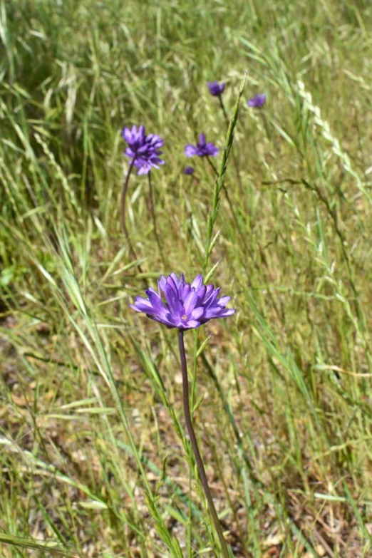 Ookow (Bulbs) - Image 7