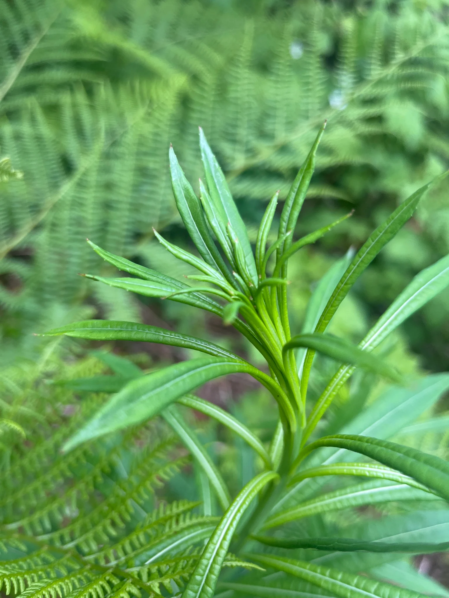 Fireweed - Image 2