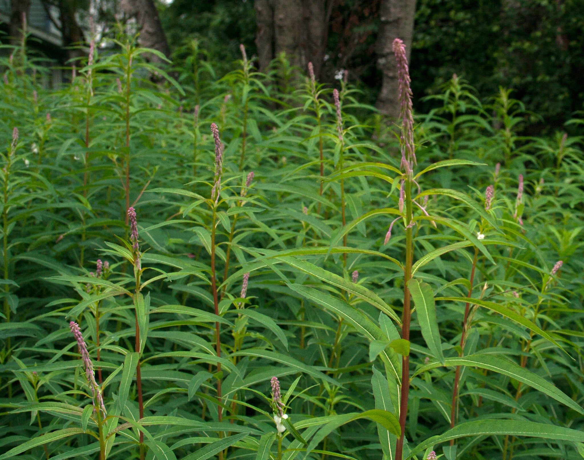 Fireweed - Image 3