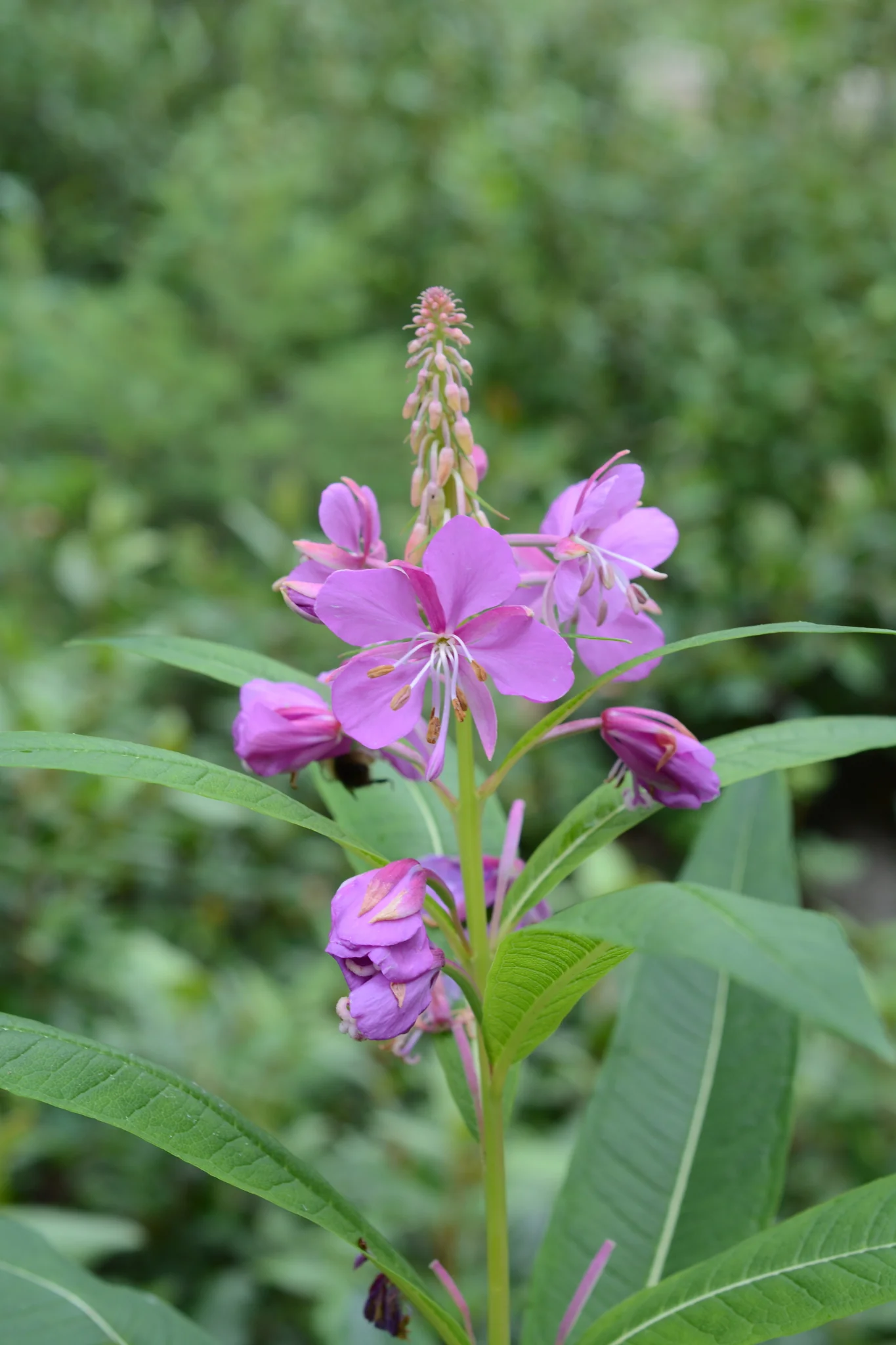 Fireweed - Image 4