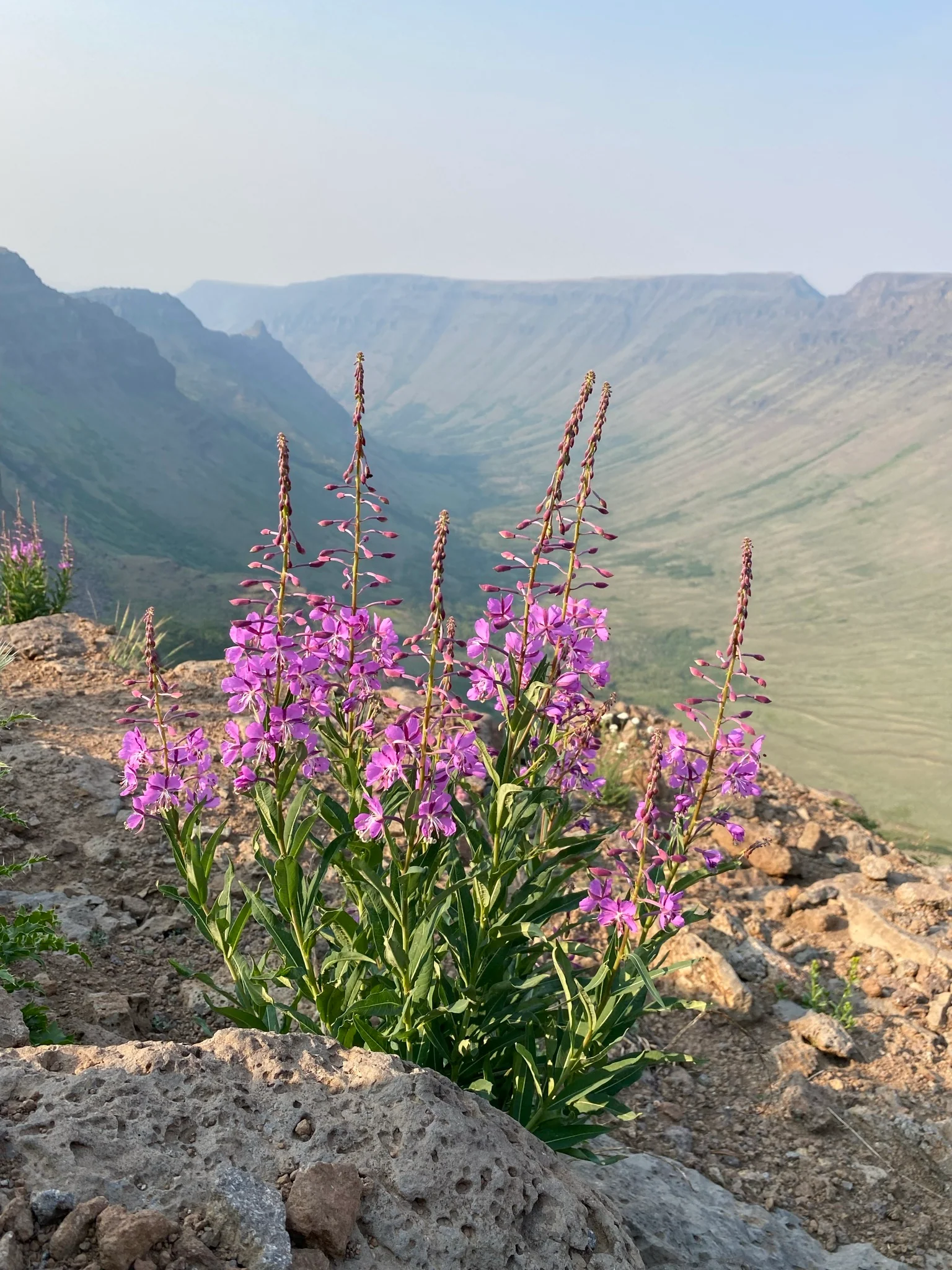 Fireweed - Image 5