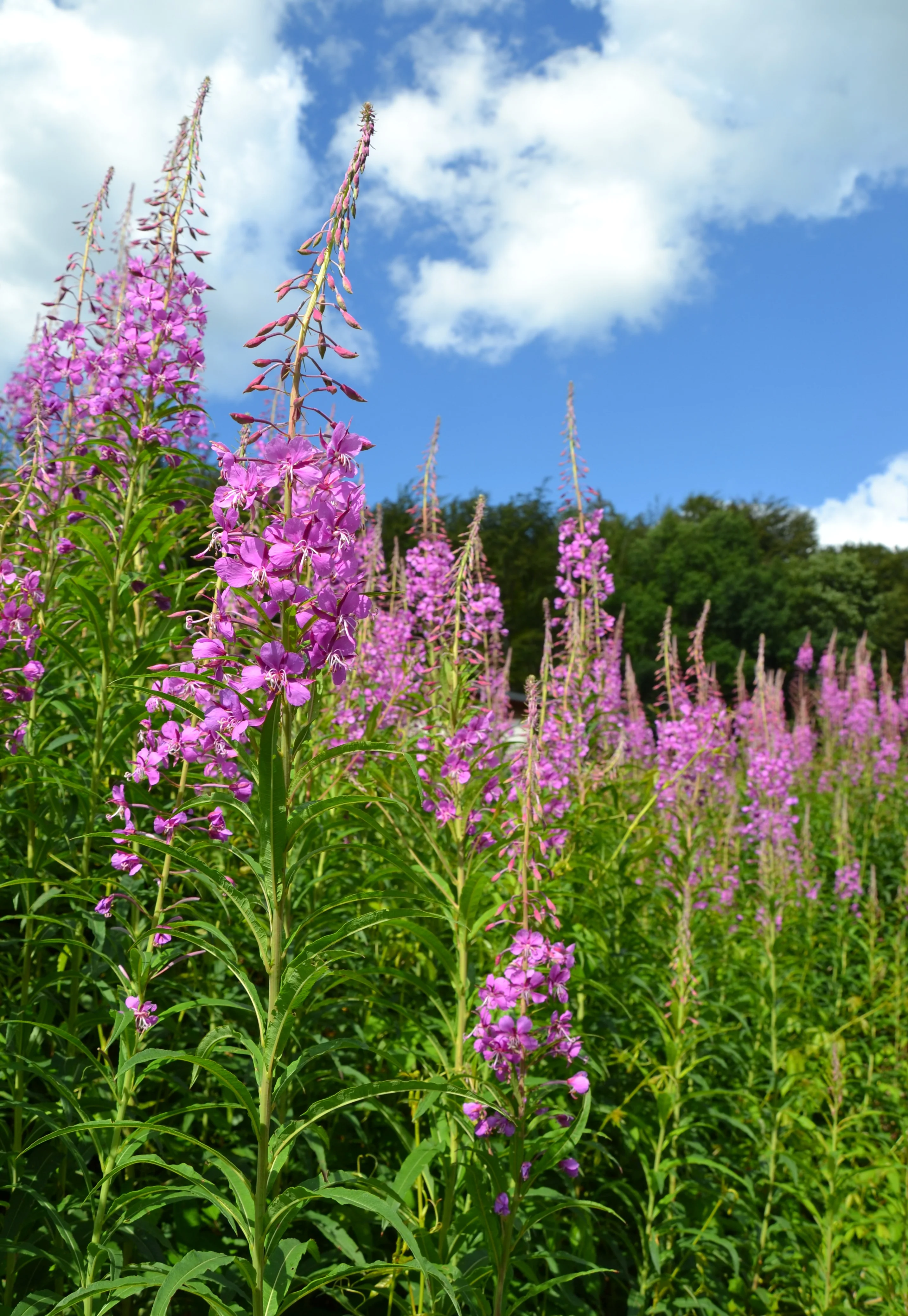 Fireweed - Image 6
