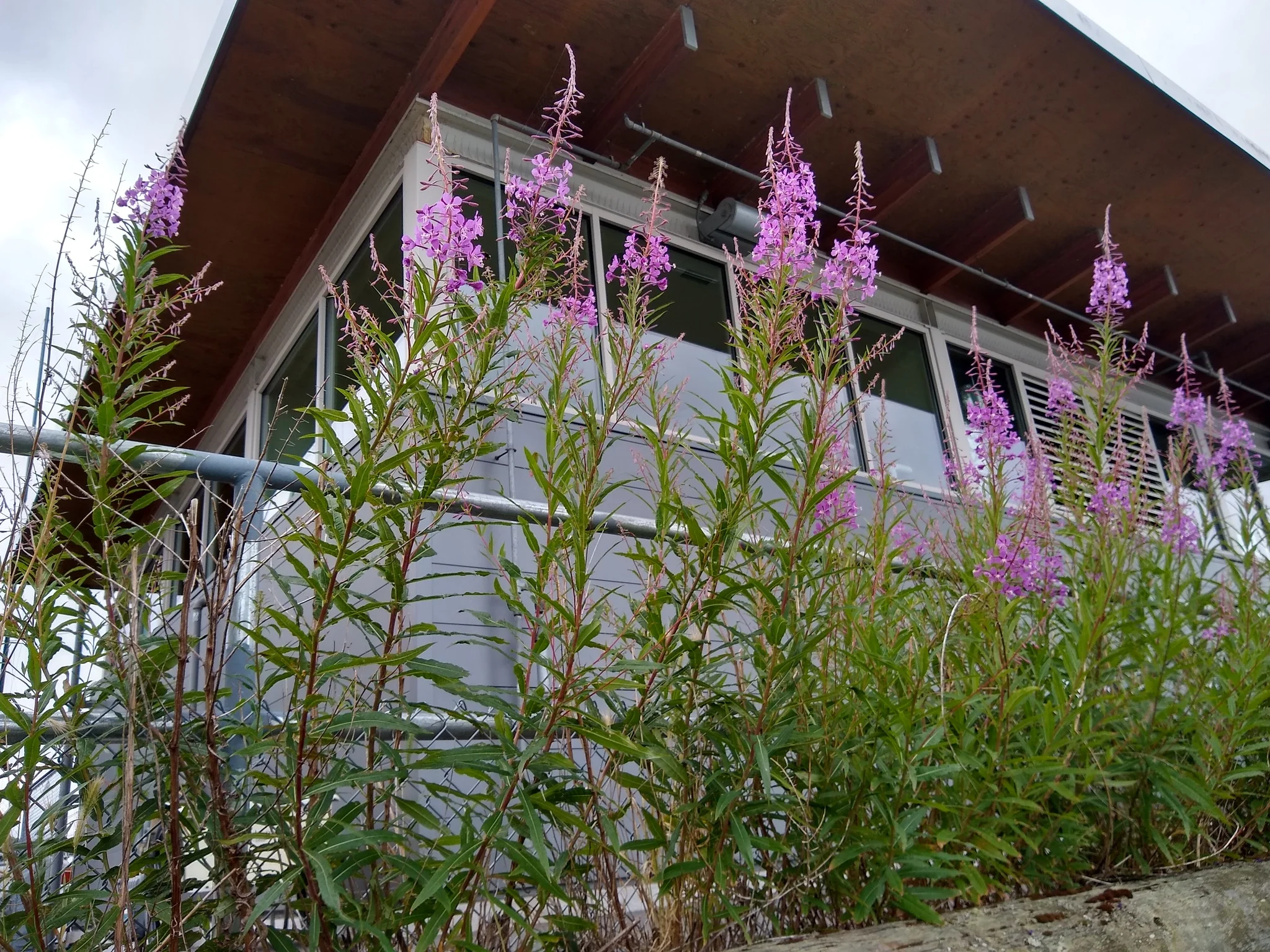 Fireweed - Image 7