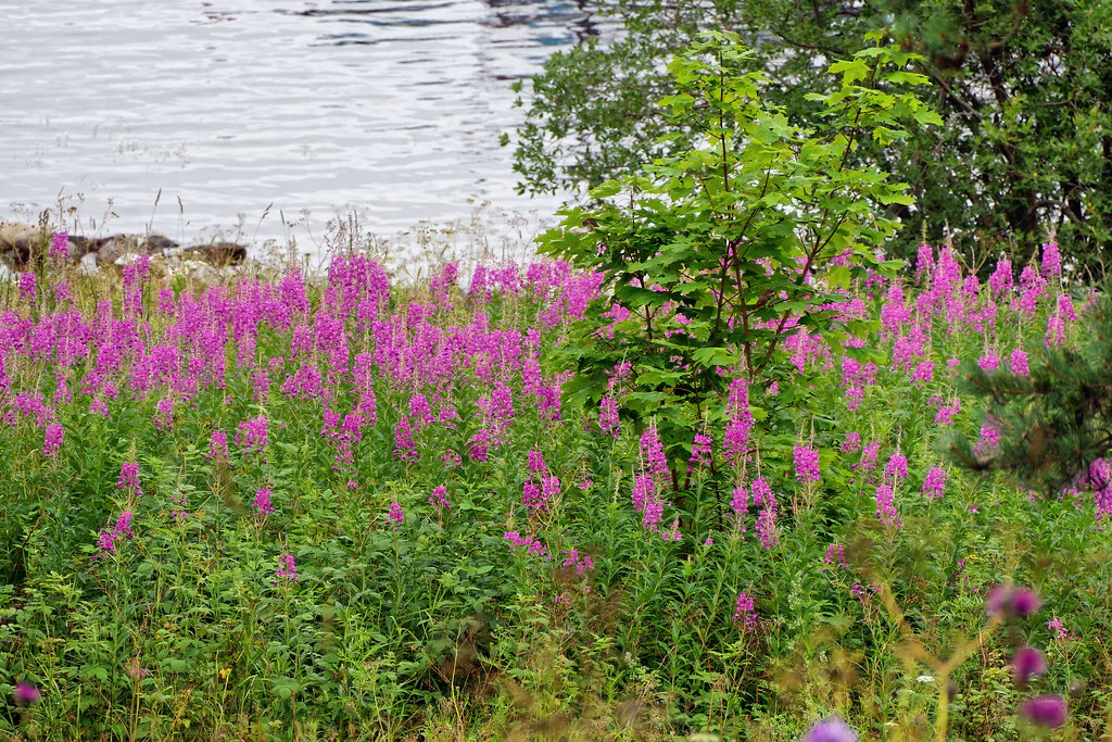 Fireweed - Image 8