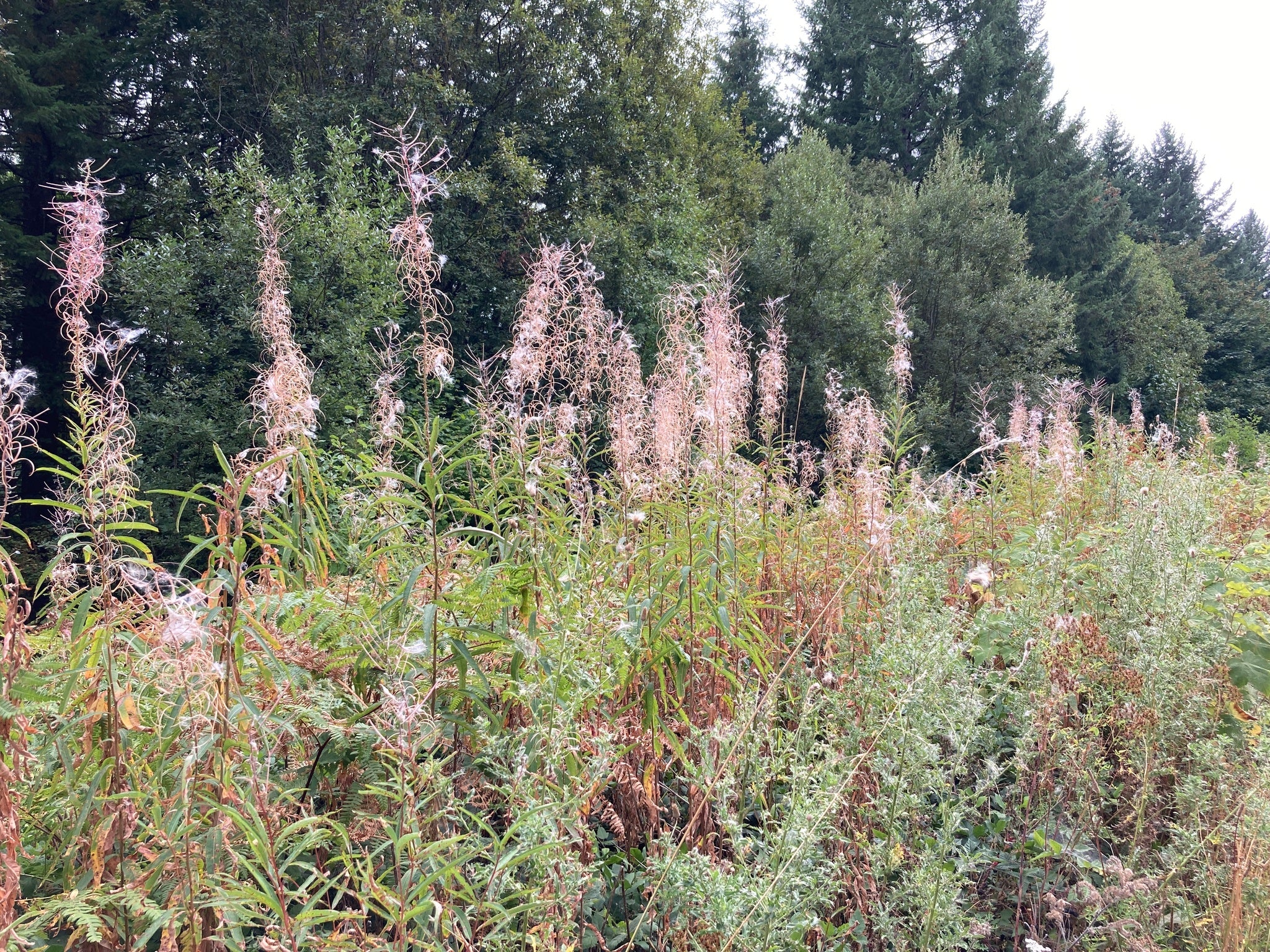 Fireweed - Image 9