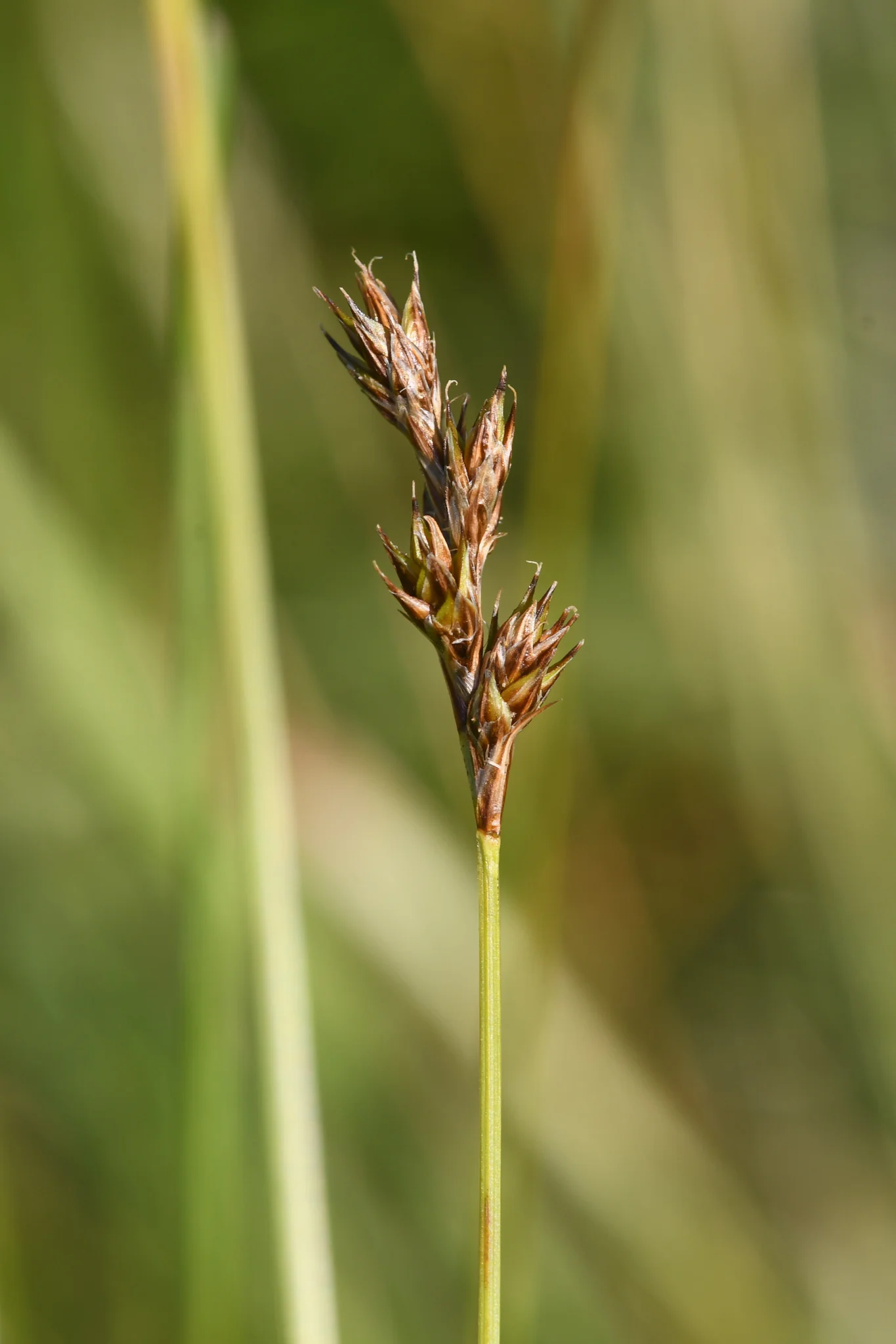 Foothill Sedge - Image 2