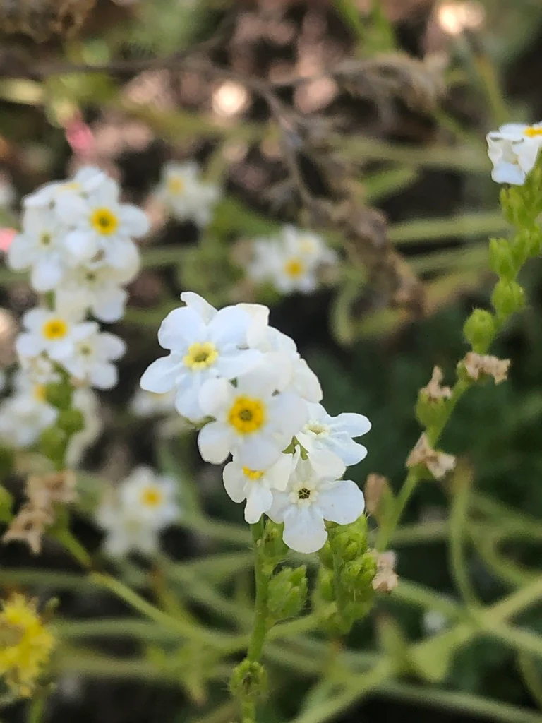 Fragrant Popcorn Flower (Seeds) - Image 2