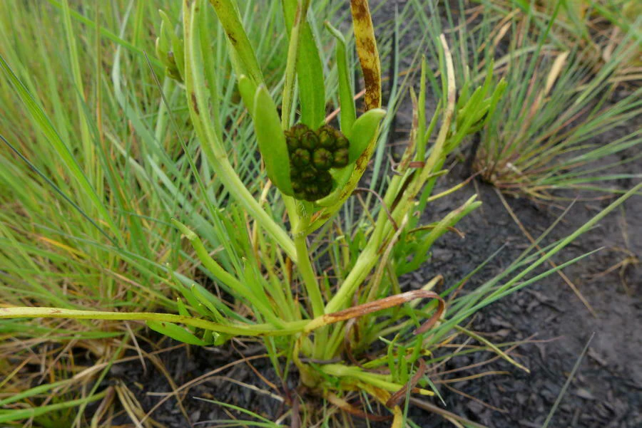 Fragrant Popcorn Flower (Seeds) - Image 4