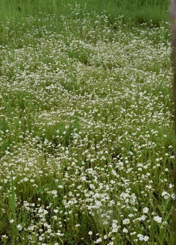 Fragrant Popcorn Flower (Seeds) - Image 5
