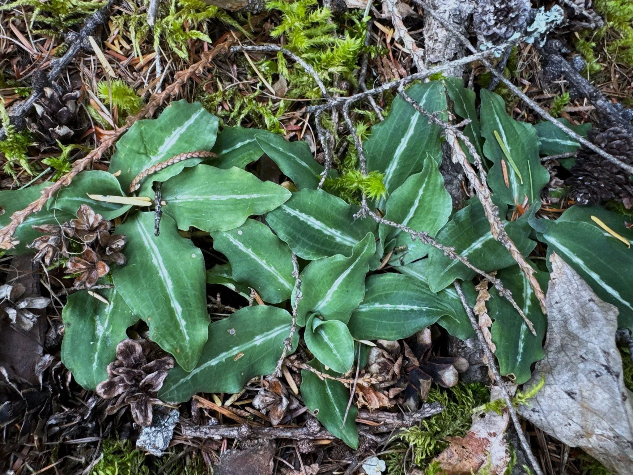 Giant Rattlesnake Plantain - Image 3