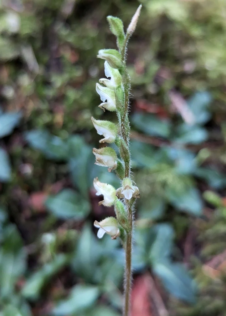 Giant Rattlesnake Plantain - Image 4