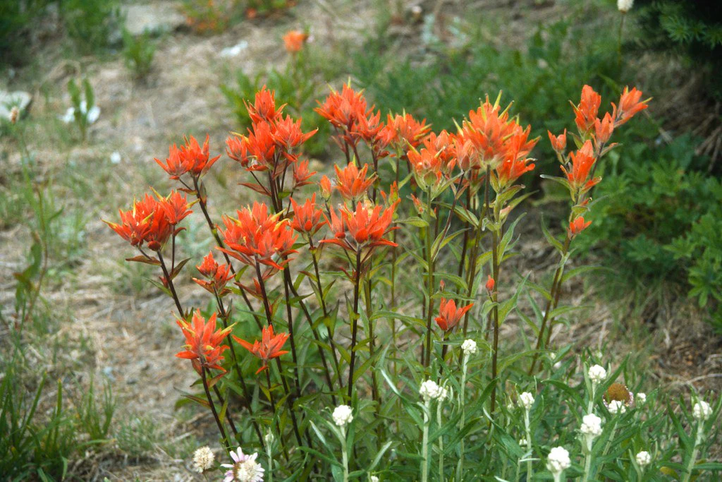 Giant Red Paintbrush - Image 2
