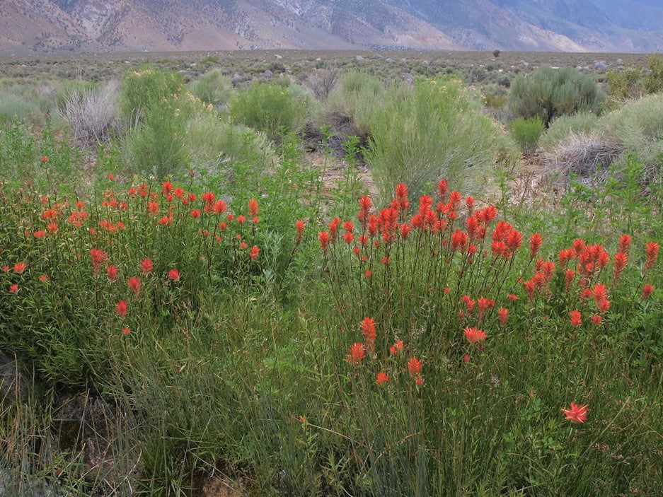 Giant Red Paintbrush - Image 3