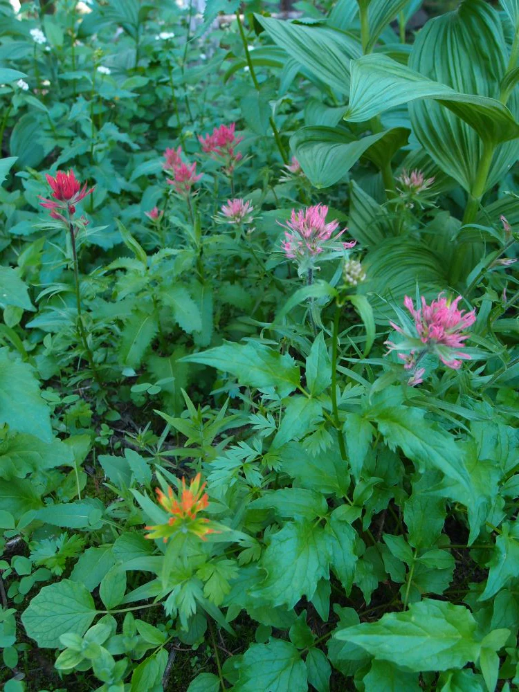 Giant Red Paintbrush - Image 4
